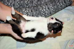 0720161012profilbilder4welpen_007