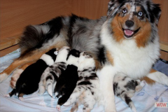 0920161012profilbilder4welpen_013