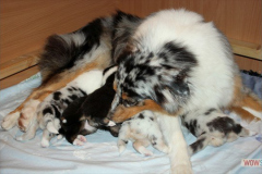 1020161012profilbilder4welpen_014