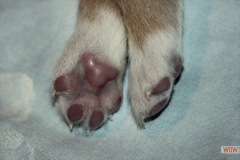 1120161012profilbilder4welpen_017