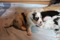 1620161012profilbilder4welpen_023