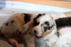 1720161012profilbilder4welpen_024