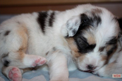 1920161012profilbilder4welpen_026