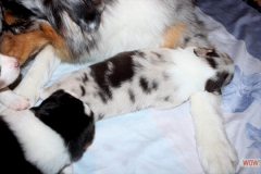 2120161012profilbilder4welpen_034