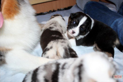 2220161012profilbilder4welpen_035