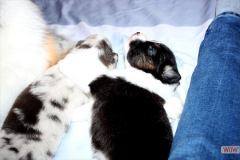 2320161012profilbilder4welpen_036