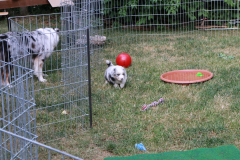 IMG_2811
