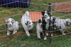 IMG_3421