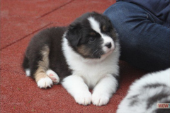 20161028welpen6_084