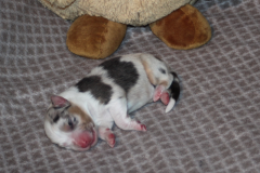 Nala1
