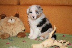 Nala6