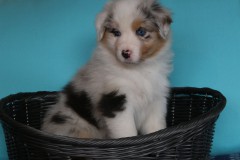 Nala7