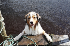 Baxter