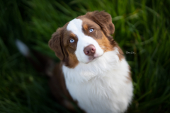 Levi