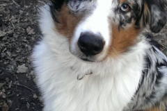 Odin