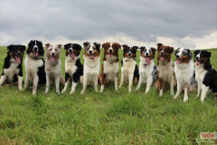 gruppenfoto_wurf2014.jpg
