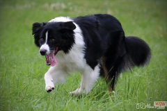 img_4322_ps.jpg